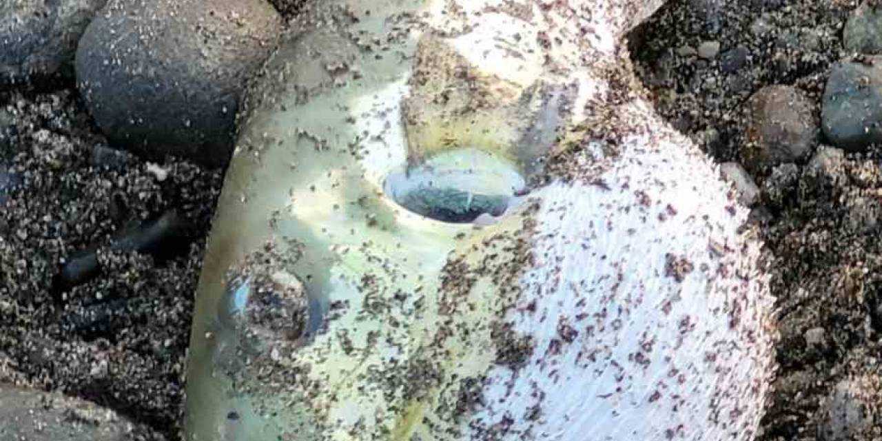 Vatandaşların Oltalarına Balon Balığı Takılıyor