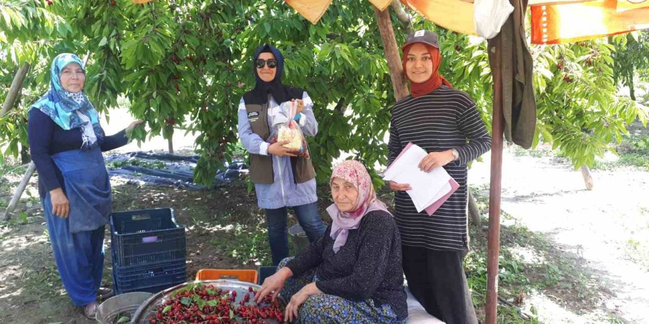 Kiraz Hasadı Yapılan Bölgelerde Zararlı Organizma Denetimi
