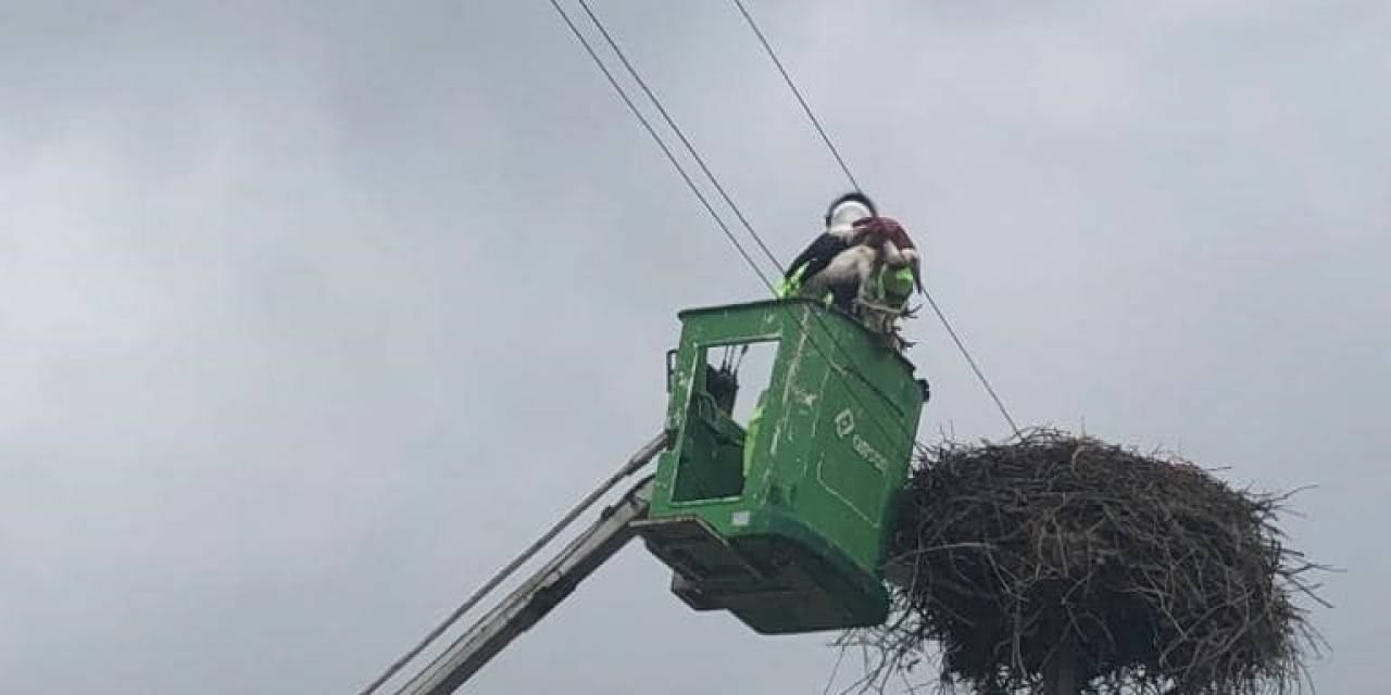 Ayağına İp Dolanan Leylek Kurtarıldı