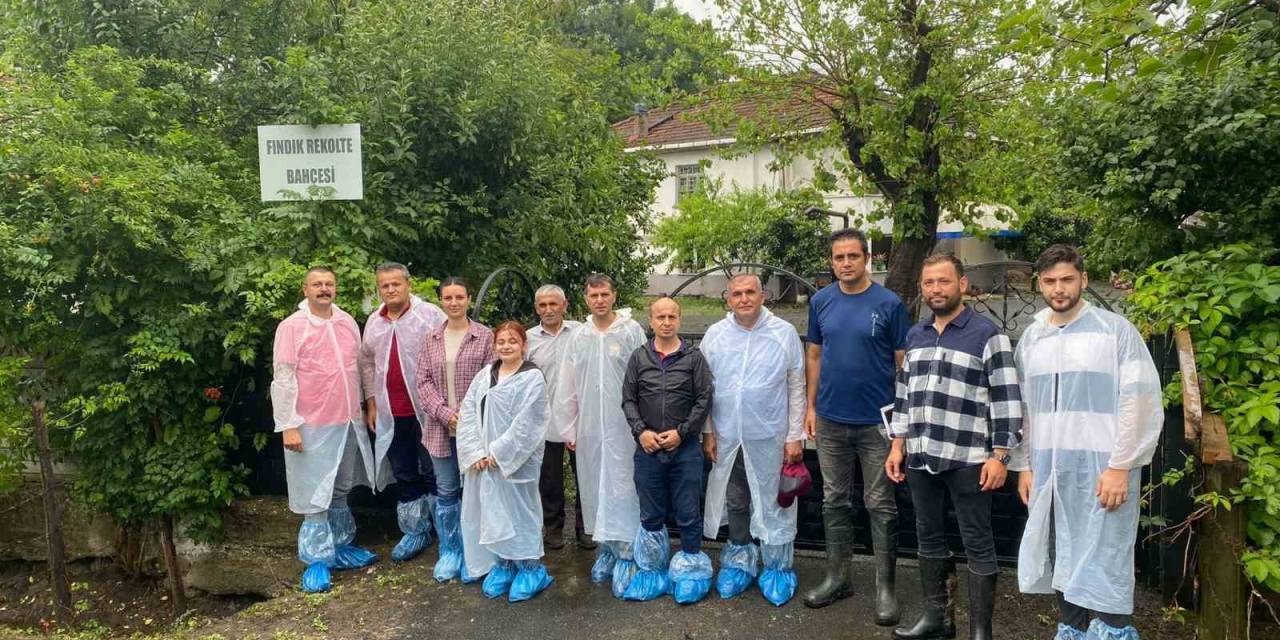 Samsun’da Fındık Rekolte Tespit Çalışmaları Tamamlandı