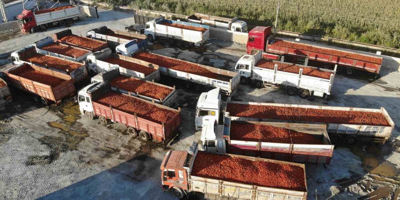 Depremle Enkaza Dönen Kentte Üretilen Salça, Abd, Almanya Başta Olmak Üzere 20 Ülkeye İhraç Ediliyor