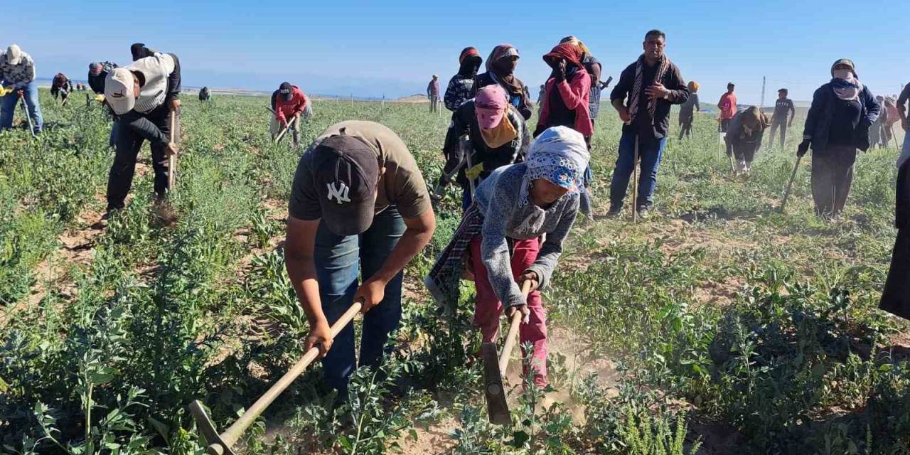 Mevsimlik İşçilerin Kavurucu Sıcakta Ekmek Mücadelesi