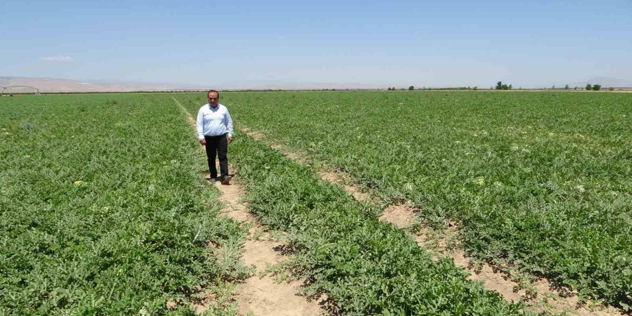 Sultansuyu’nda Karpuz Ve Kavun Hasadı İçin Gün Sayılıyor