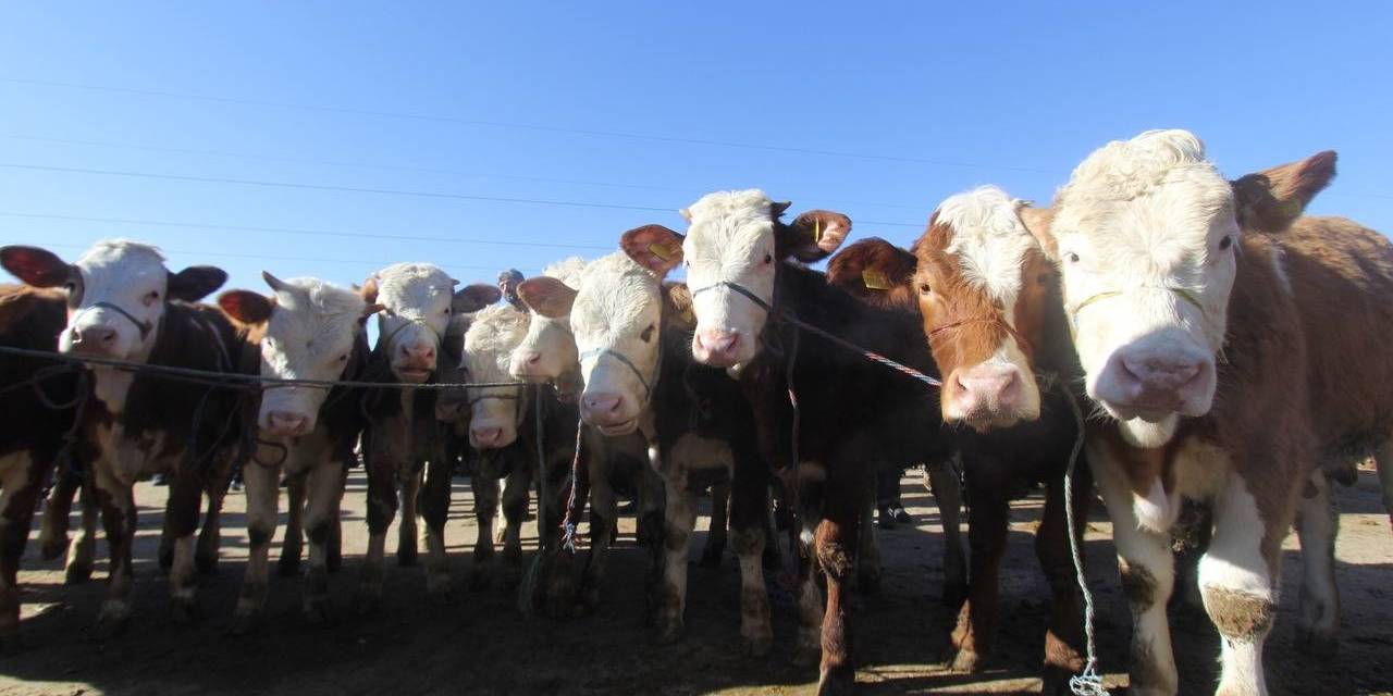 Bayburt’ta Şap Hastalığı Nedeniyle Canlı Hayvan Pazarı Kapatıldı