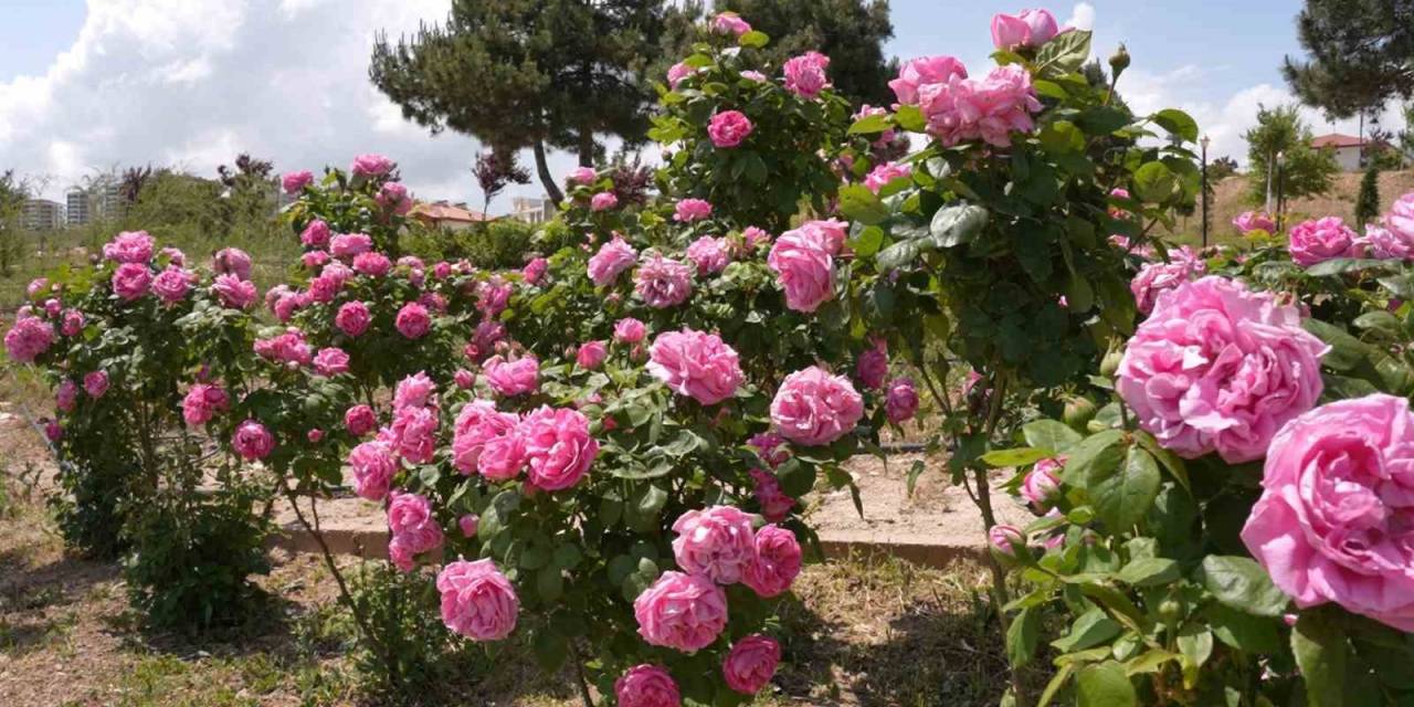 Isparta Gülünden ’gül Toniği’ Ürettiler