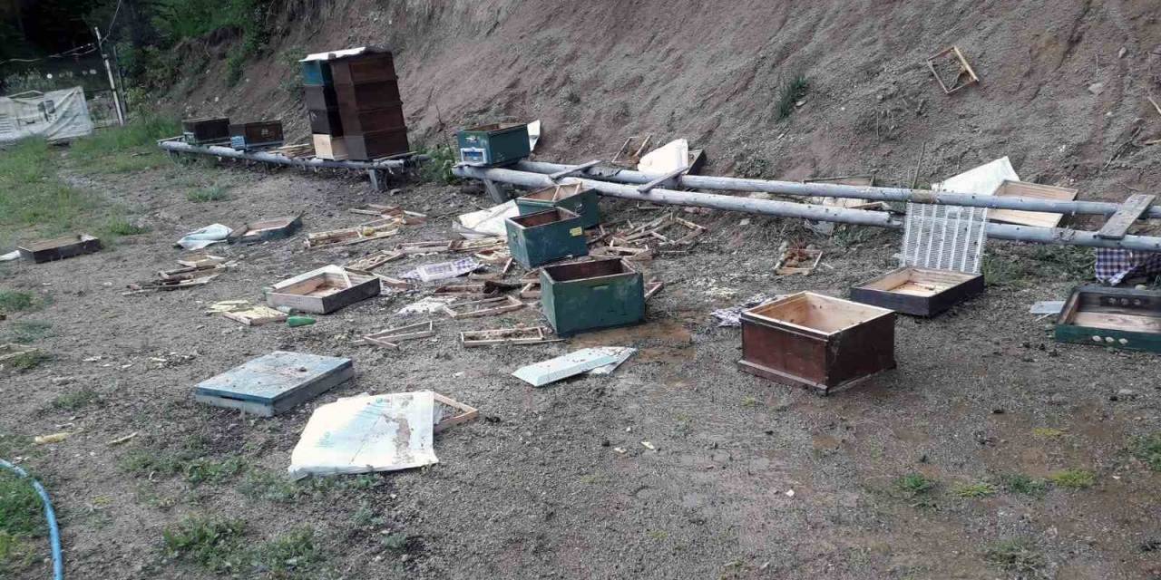 Ayılar Çitin Altını Kazarak Girdikleri Alandaki Kovanları Parçaladı