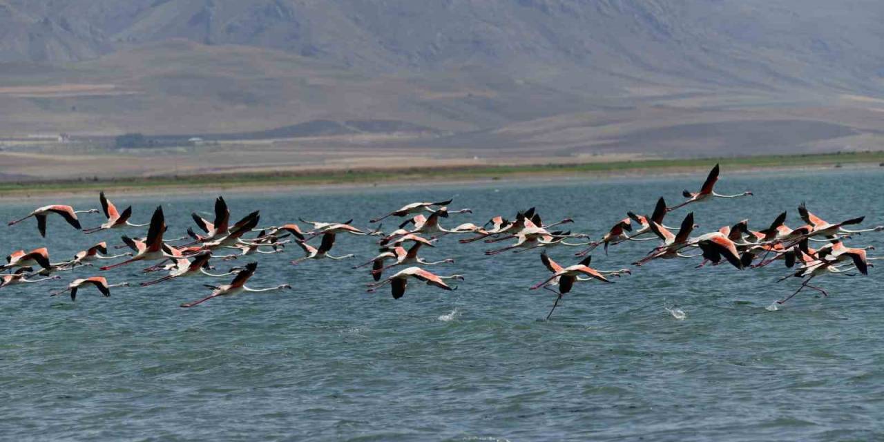 Flamingolar Kuraklığa Rağmen Erçek Gölü’nde