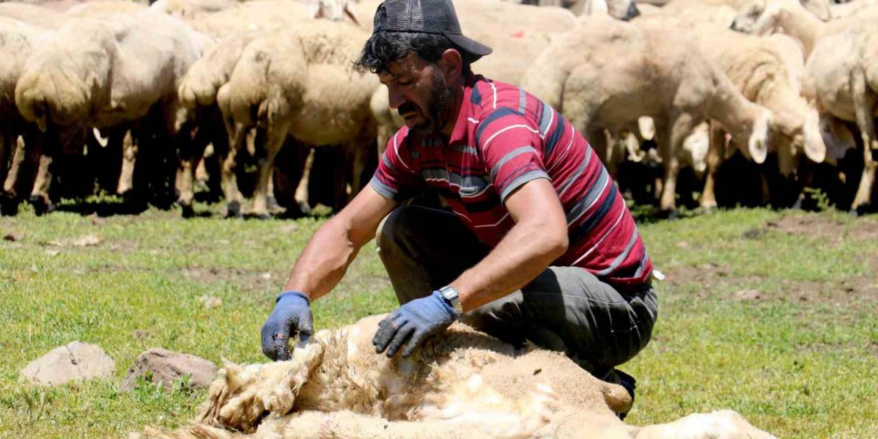 2 Bin 220 Rakımlı Yaylada Koyun Kırkma Mesaisi Başladı
