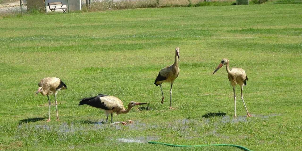 El Nino Sıcaklarının Bunalttığı Leylekler Futbol Sahasında Serinledi