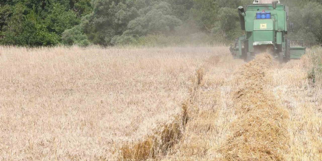 Lapseki’de Buğday Çeşit Demonstrasyon Tarla Günü Düzenlendi