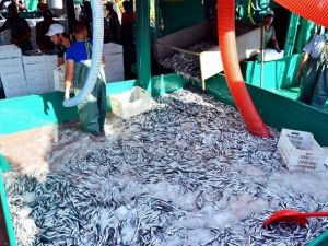 Marmara’da Hamsi Bereketi