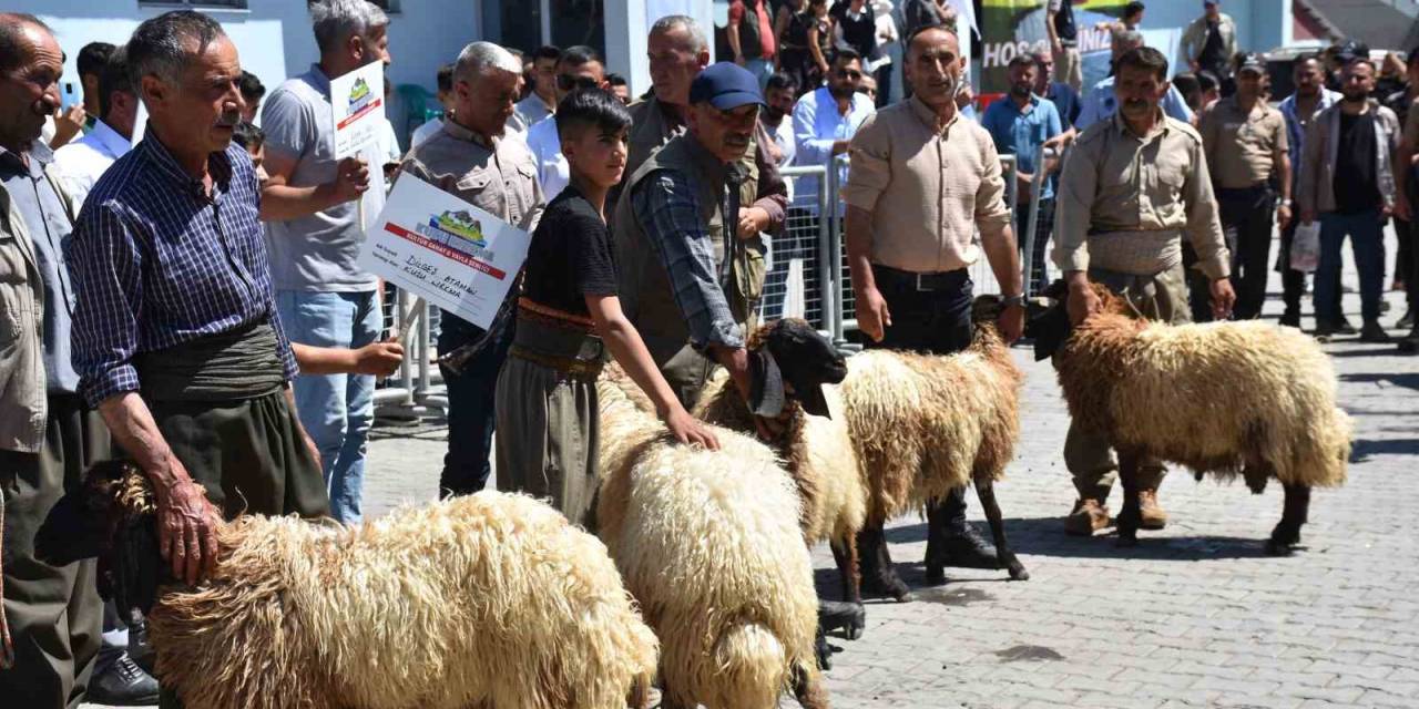 Huzur Ortamının Sağlandığı Kato Dağı’nda Hayvan Kırkma Festivali Yapıldı