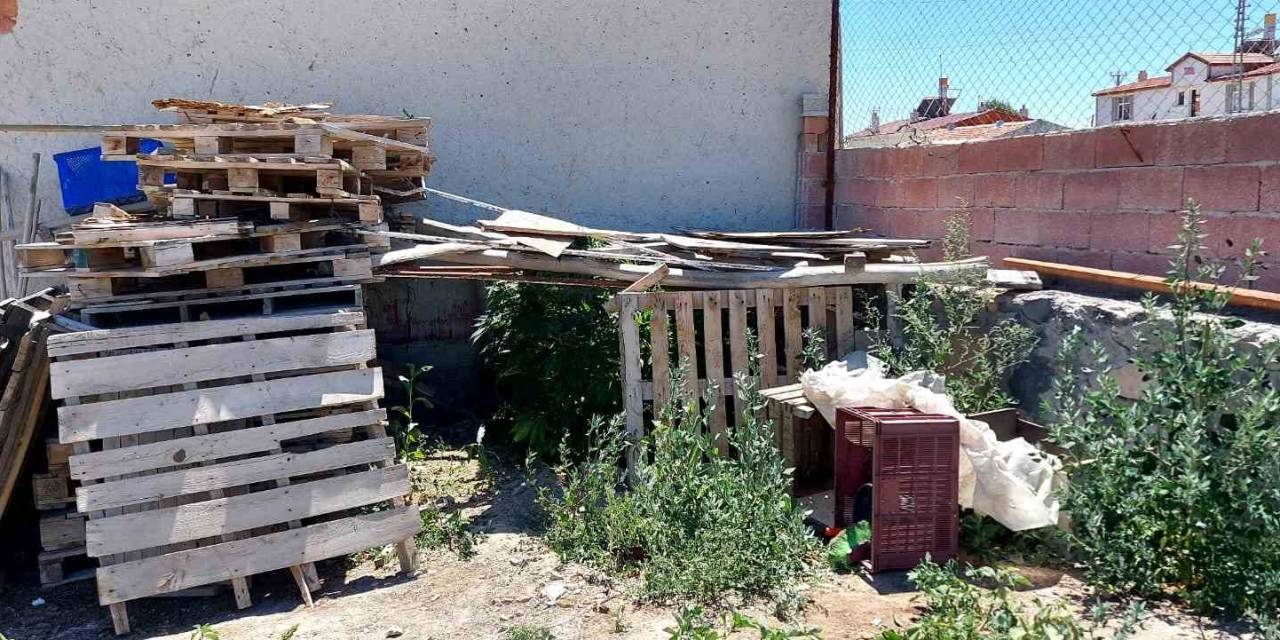 Konya’da 40 Kök Kenevir Ele Geçirildi