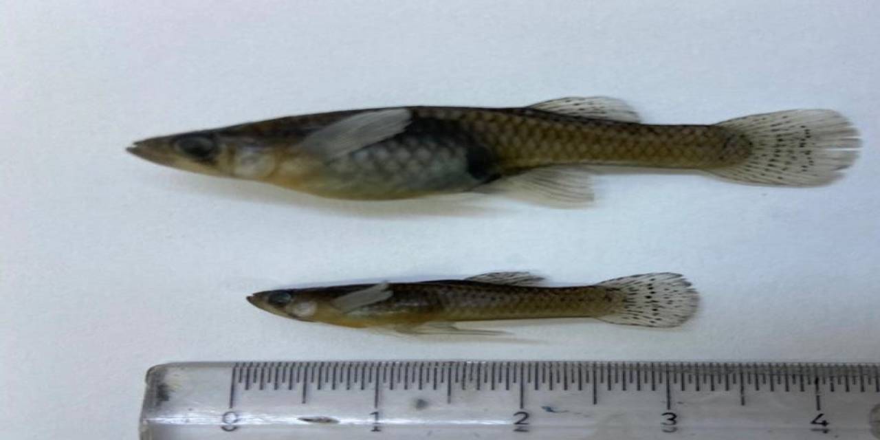 İç Sularda İstilacı ‘israil Sazanı’ Ve ‘sivrisinek Balığı’ Kabusu