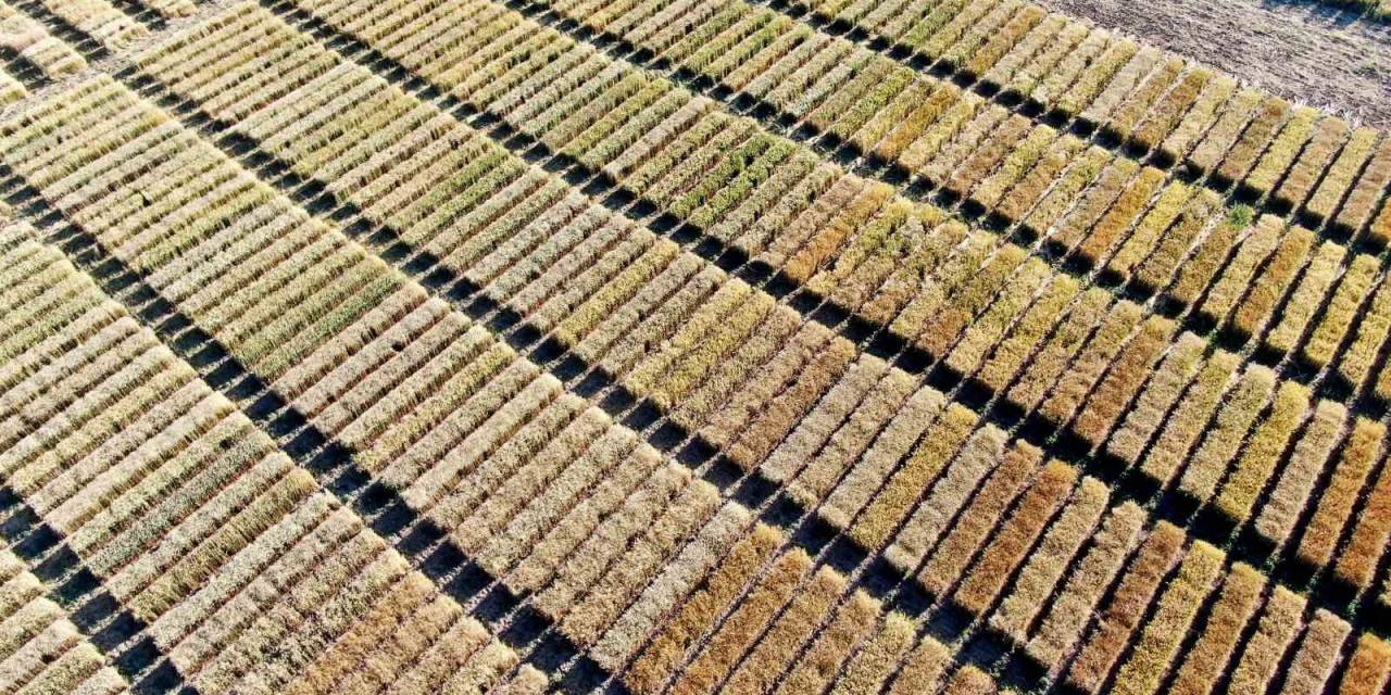 Baklava Dilimi Değil, Dünyayı Bekleyen Açlık Tehdidine Çare