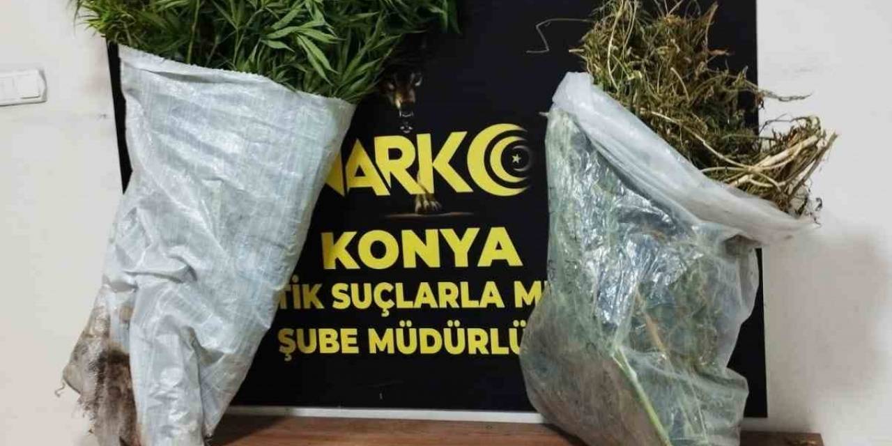 Konya’da 145 Kök Kenevir Ele Geçirildi