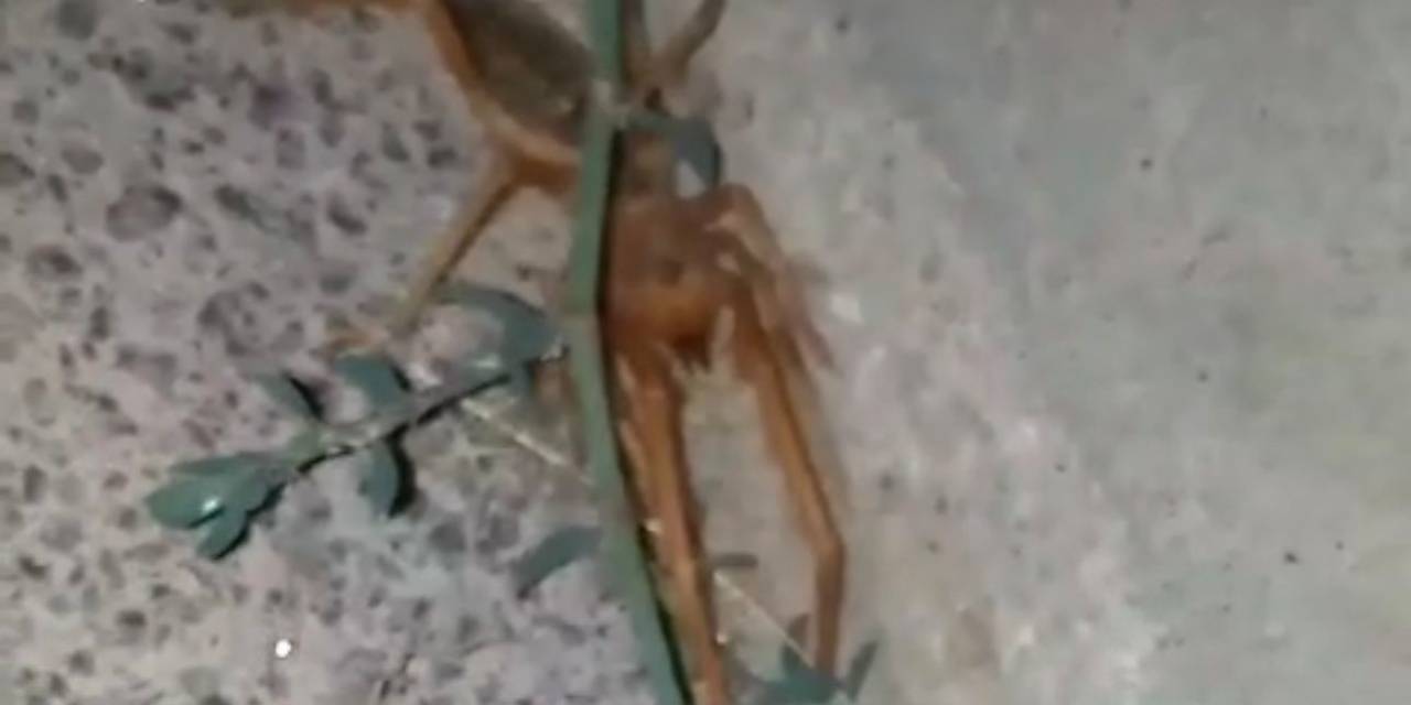 Elazığ’da Etçil ’sarıkız’ Örümceği Görüntülendi