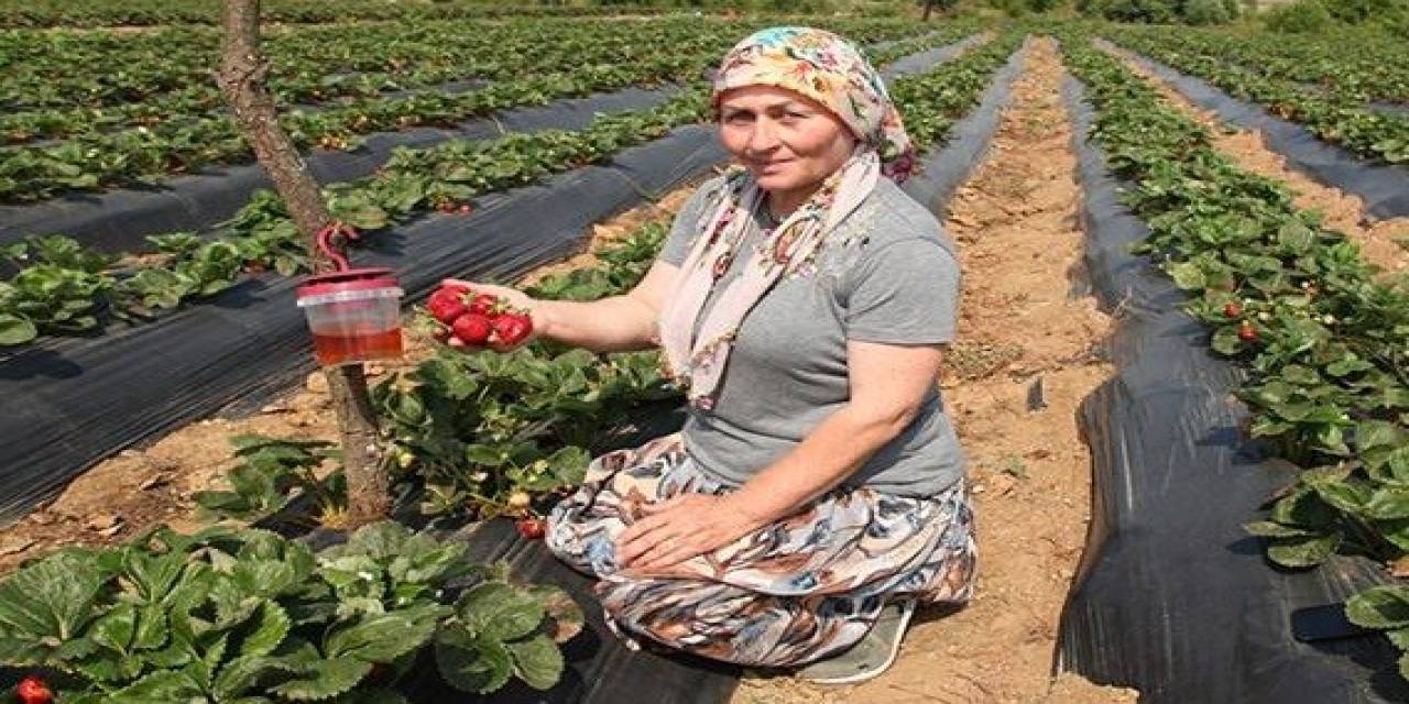 Çanakkale’de Sirke Sineği Zararlısıyla Tuzakla Mücadele
