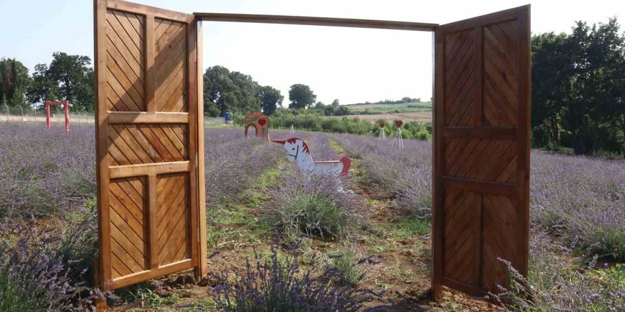 İzmitliler Lavanta Şenliğinde Buluşacak