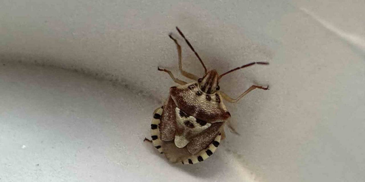 Yüksekova’da İnsan Yüzünü Andıran Böcek Şaşırttı