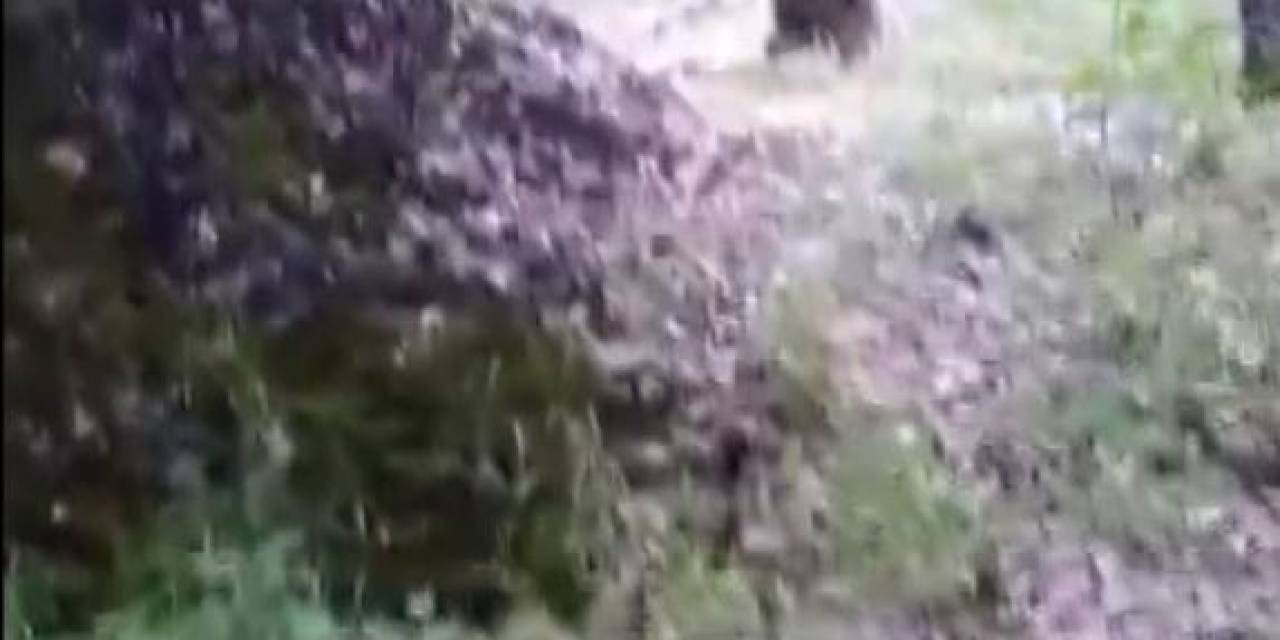 Amca Diye Seslendiği Ayıyı Besleyip Öpücük Gönderdi