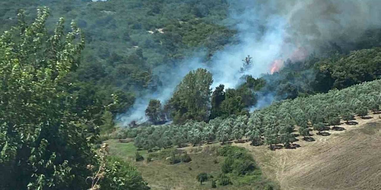 Bursa’da 5 Dönümlük Makilik Alan Küle Döndü