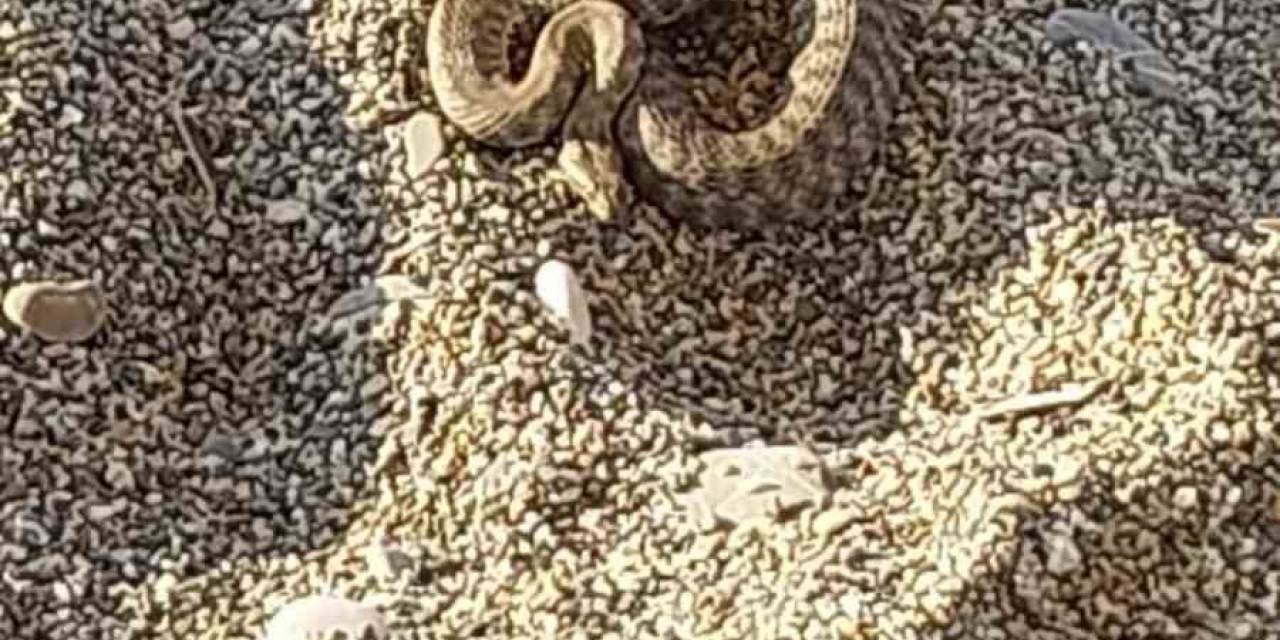 Filyos Sahilinde Çıkan Yılan Korkuttu