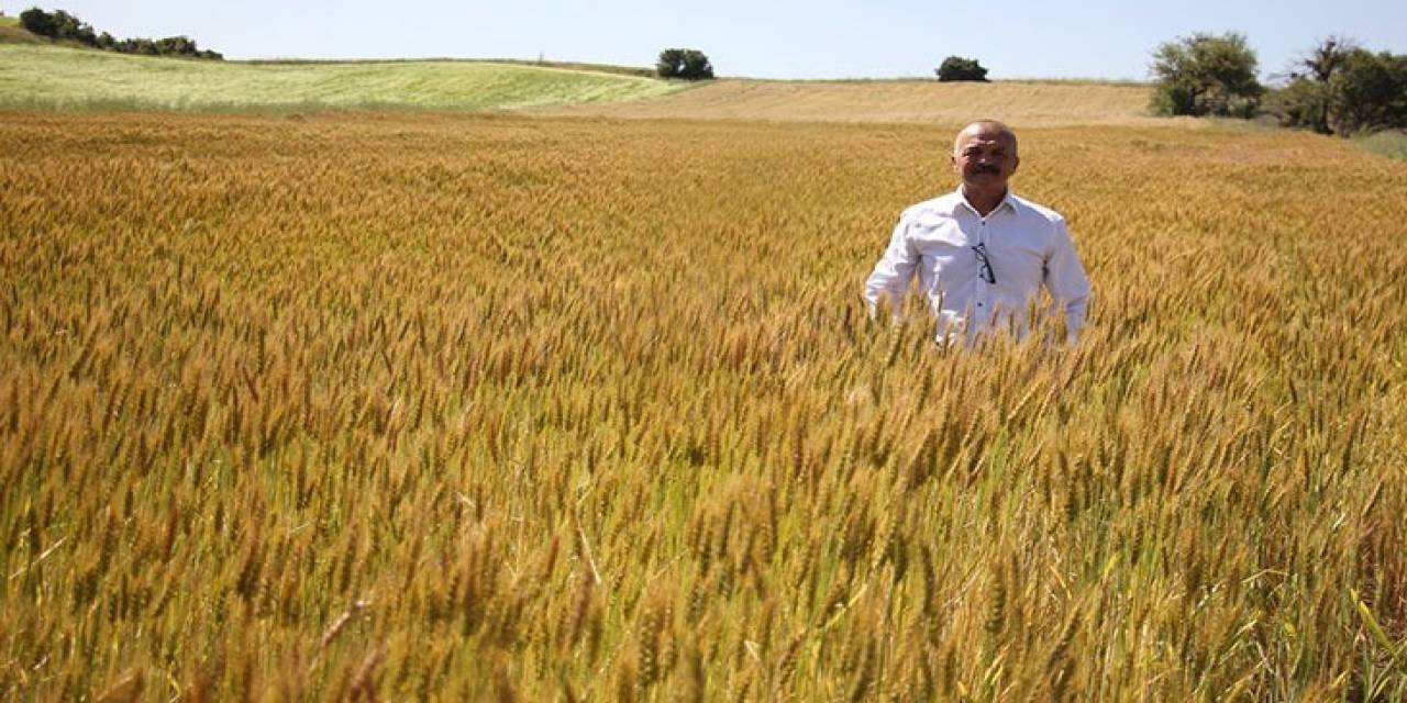 Buğday Üreticisi Sezondan Umduğunu Bulamadı