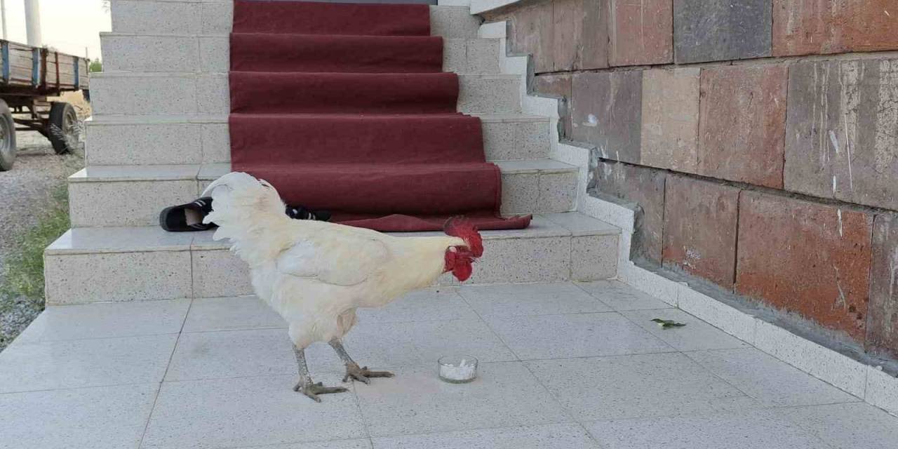Kesme Şekerci Horoz Görenleri Şaşırtıyor