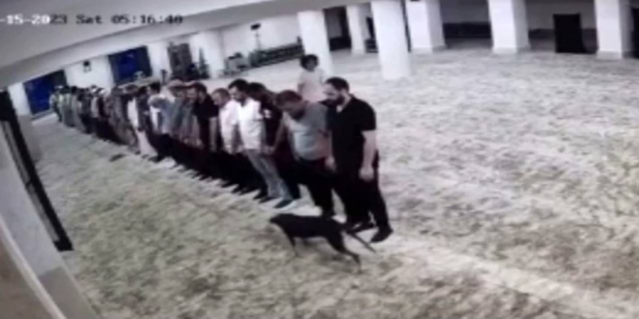 Sabah Namazı Vaktinde Camiye Giren Köpek İle Cemaatin İmtihanı Kamerada