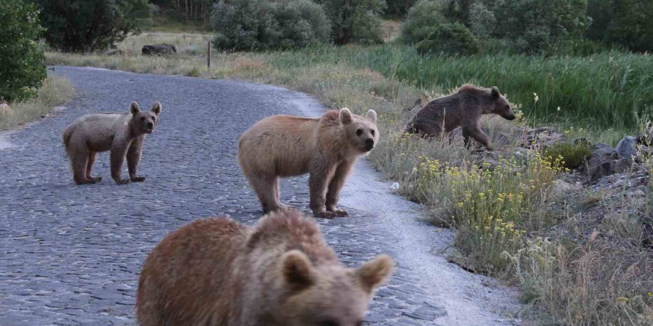 Nemrut’ta 4 Yavru Boz Ayı Birlikte Görüntülendi