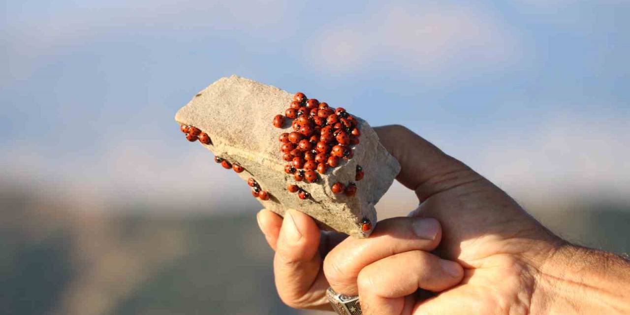 2 Bin 260 Rakımda Uğur Böceklerinin Görsel Şöleni Başladı