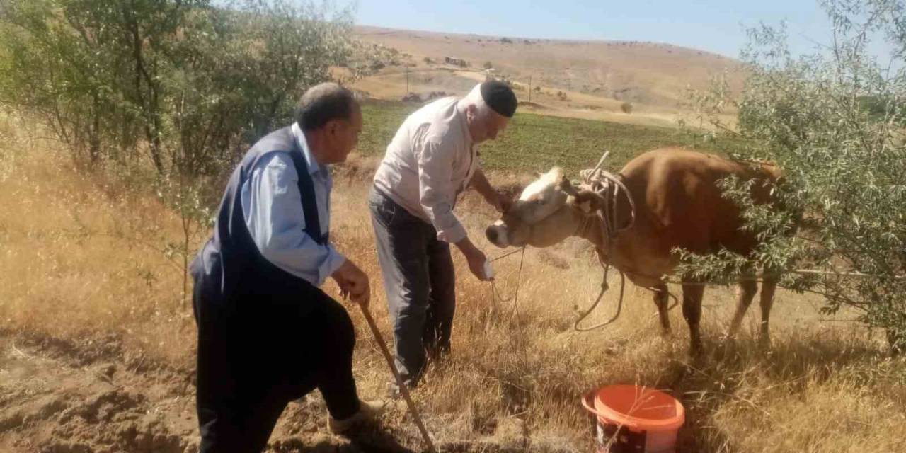 Kurban Bayramında Kesilmemek İçin Kaçan İnek, 22 Gün Sonra Ortaya Çıktı