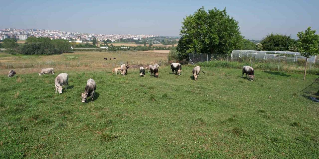 Türkiye’nin ’boz Sığır’ Irkı Koruma Altına Alındı