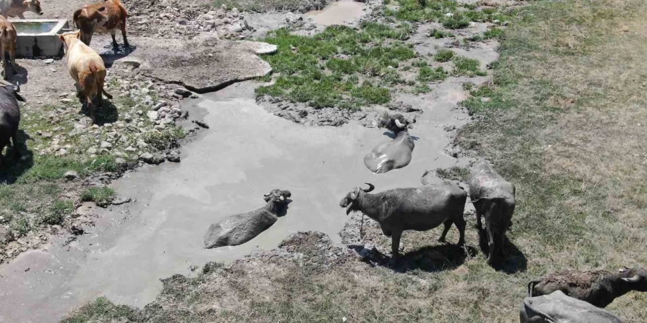Sıcaktan En Çok Etkilenen Onlar Oldu, Çareyi Çamur Banyosunda Buldular