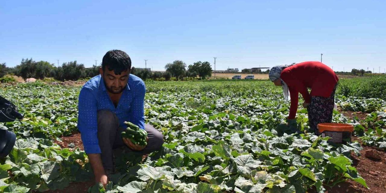 Depremzede Çiftçiler Toprakla Hayata Tutunuyor
