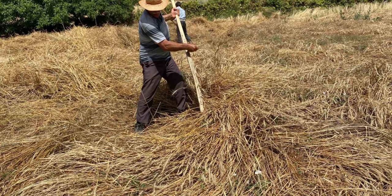 Yere Yatan Ekinlere Biçerdöver Giremeyince Tırpanlar Sahneye Çıktı