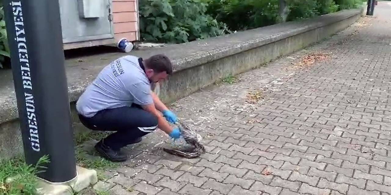 Yaralı Martının İmdadına Belediye Ekipleri Yetişti