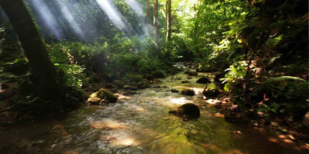 Kurtköy Kapılı Çınar Mesire Alanı Tabiat Parkı Olmaya Aday