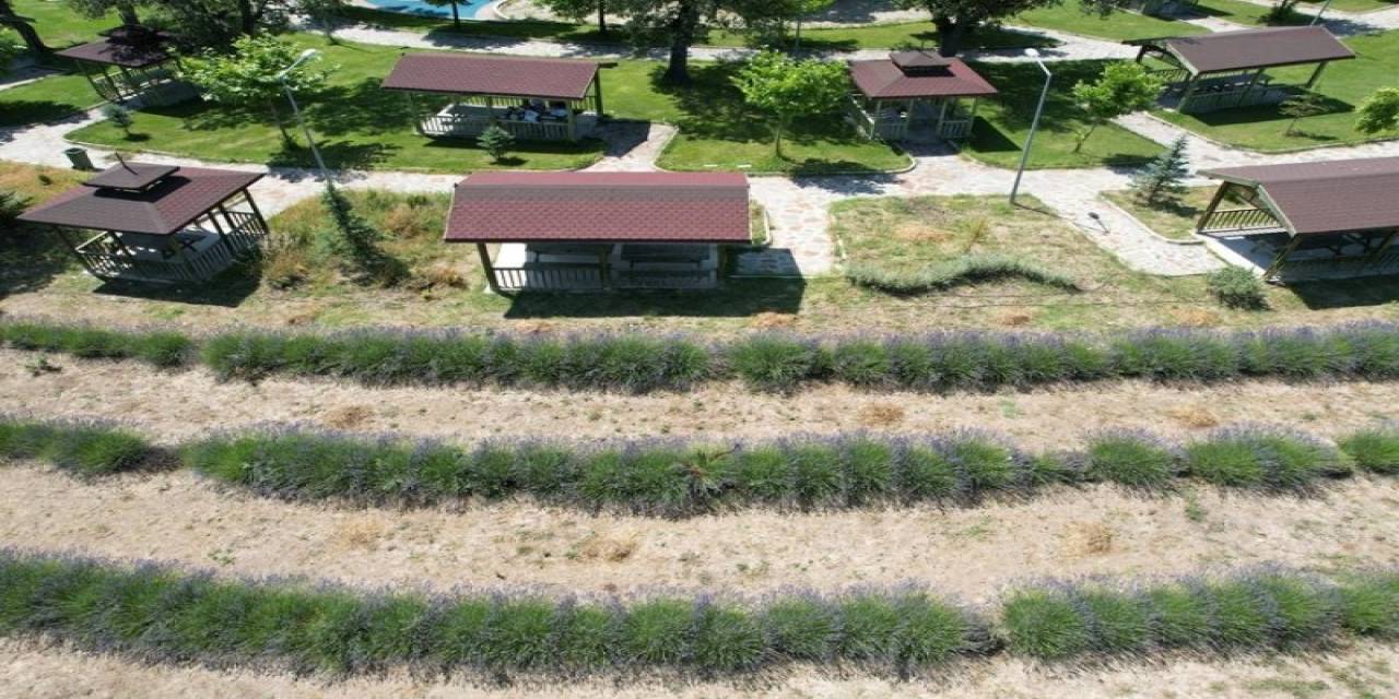 Gediz’de Lavanta Bahçesi Görsel Şölen Sunuyor