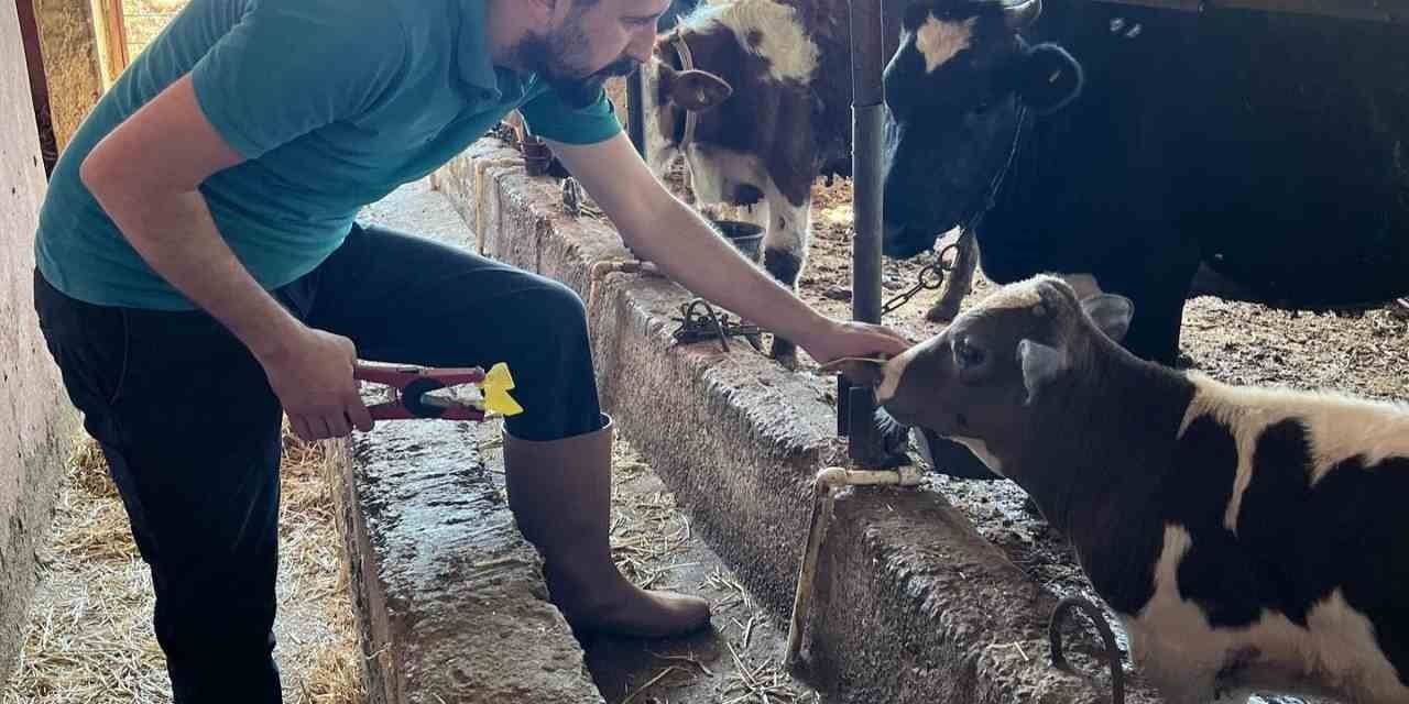 Gazipaşa’da 7 Bin Hayvan Aşılandı