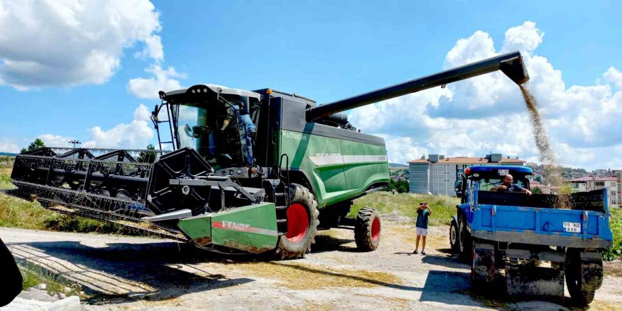 Kavak’ta Buğday Hasadı