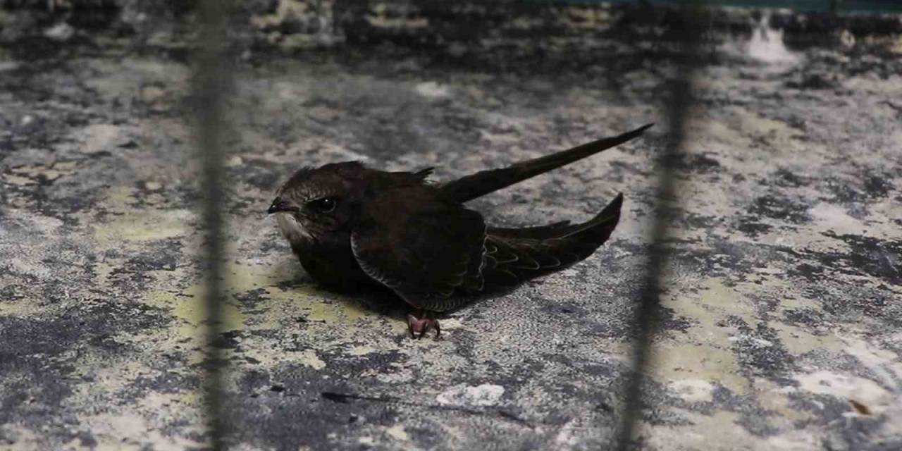 Bitkin Düşen Yavru Ebabil Kuşu Tedavi Altına Alındı