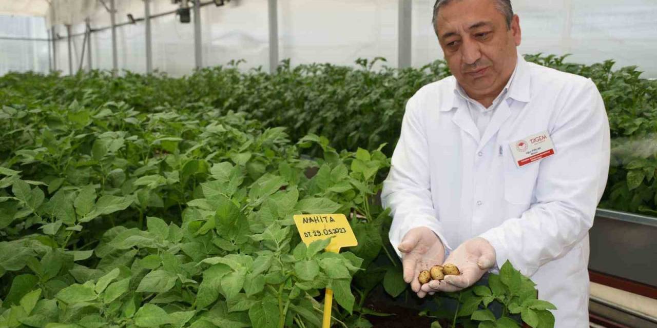 Yerli Ve Milli Patatesler Topraksız Ortamda Üretiliyor