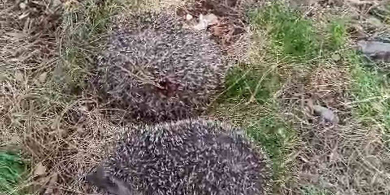 Siirt’te Yavru Kirpiler Vatandaşlar Tarafından Kurtarıldı