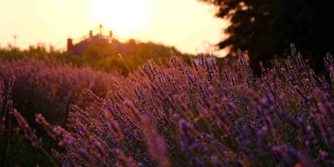 Cennet Vadisi’ndeki Lavantalar Görsel Şölen Oluşturdu