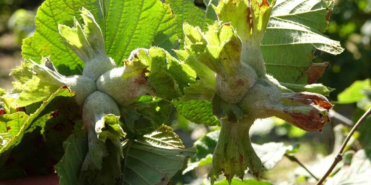 Soydan: “türkiye’nin Tahmini Fındık Rekoltesi 717 Bin Ton"