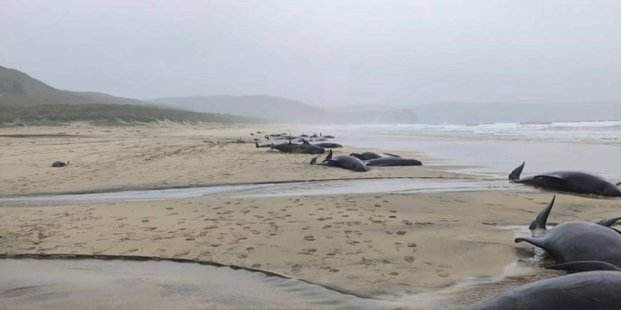 İskoçya’da 55 Pilot Balina Karaya Vurdu