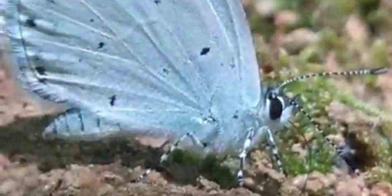 Endemik Tür Mavi Kelebekler Görüntülendi