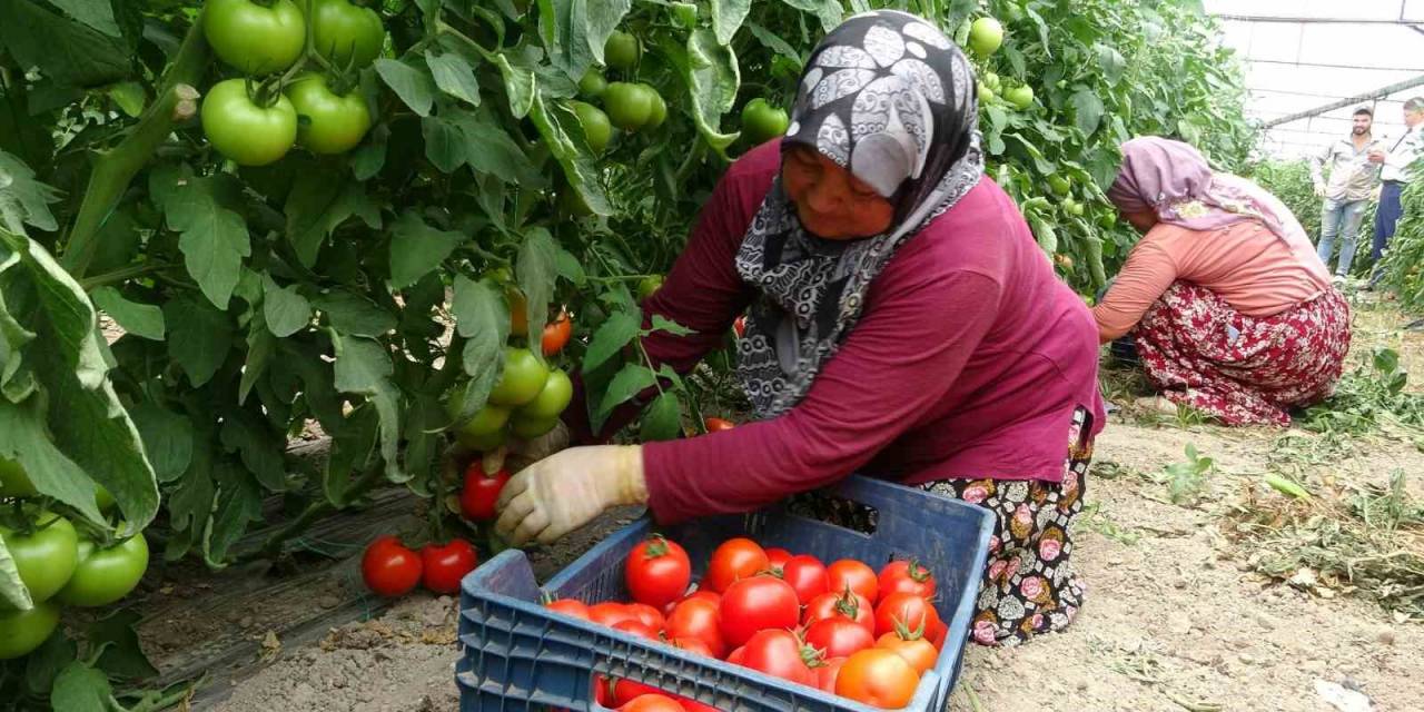 2 Bin 500 Nüfuslu Köy, Hasada Yetişemeyince Komşu Köylerden Tarım İşçisi Kiralanıyor
